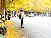 图集 | 银杏衬托下的文林街