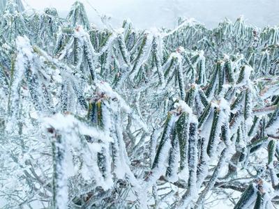 【冬游大理】雪落成诗，大理解锁“雪景模式”！