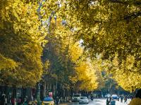 图集 | 银杏衬托下的文林街