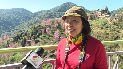 【美丽大理】以旅富农，南涧无量山樱花谷周边村民过上樱花般灿烂的日子
