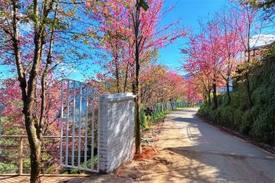 【美丽大理】以旅富农，南涧无量山樱花谷周边村民过上樱花般灿烂的日子