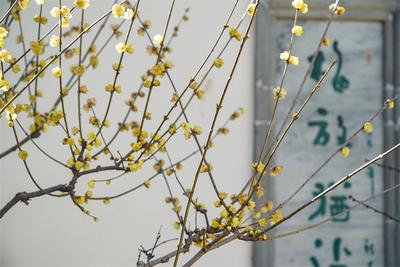第二十七届“龙泉探梅”昆明梅花节明天开幕 黑龙潭公园邀您冬至探梅