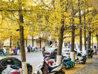 图集 | 银杏衬托下的文林街