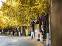 图集 | 银杏衬托下的文林街