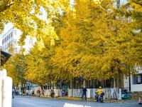 图集 | 银杏衬托下的文林街