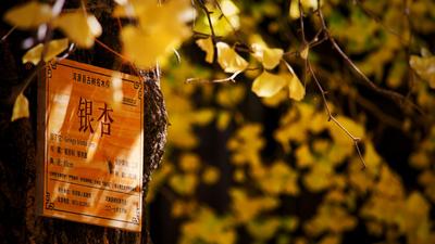 【美丽大理】银杏从来不负秋！这抹金黄惊艳洱海源