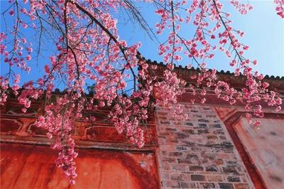 【冬游大理】冬樱盛放的大理，粉了粉了