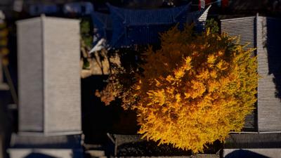 【美丽大理】银杏从来不负秋！这抹金黄惊艳洱海源