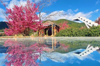 【美丽大理】以旅富农，南涧无量山樱花谷周边村民过上樱花般灿烂的日子