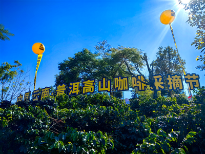 普洱有“大咖”！首届普洱高山咖啡采摘节带你领略别样精彩