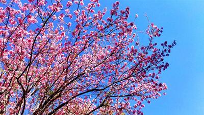 【冬游大理】冬樱盛放的大理，粉了粉了