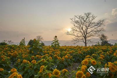 早安云南 | 高黎贡勐赫小镇，秀美田园乡村