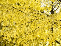 图集 | 银杏衬托下的文林街