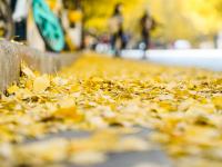 图集 | 银杏衬托下的文林街