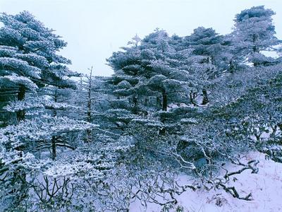 【冬游大理】雪落成诗，大理解锁“雪景模式”！
