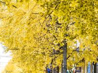 图集 | 银杏衬托下的文林街