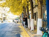 图集 | 银杏衬托下的文林街