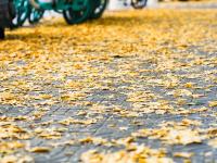 图集 | 银杏衬托下的文林街