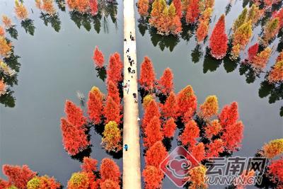 早安云南 | 昆明甸尾水杉湿地，层林尽染美如画