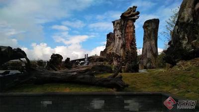 早安云南 | 穿越时空，寻秘腾冲杜鹃王古木博览园