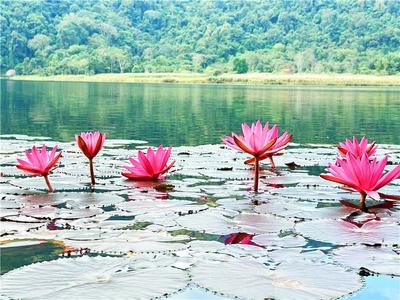 暖冬游普洱丨勐梭龙潭“蜻”投意合