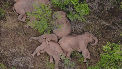 飞“象”世界，在冬日暖阳里遇见最美“大象旅行团”