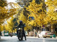 图集 | 银杏衬托下的文林街