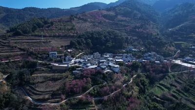 约！开远冬樱花盛放