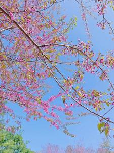 约！开远冬樱花盛放