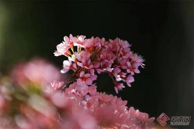 云南开启“升温之旅”，一起来get这份赏花攻略