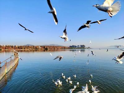 【喜兔迎春 乐游玉溪】春节十个必打卡点推荐