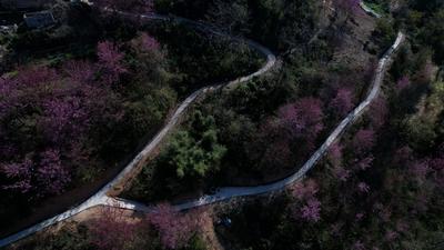 约！开远冬樱花盛放