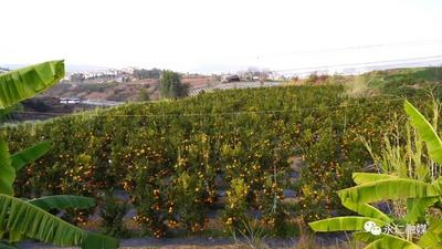 楚雄州永仁县：旅游采摘鲜果销售两不误 乡村振兴有新路