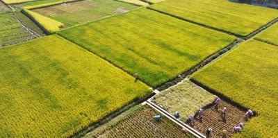 全面加快农业强省建设步伐 ——访省农业农村厅厅长李琰