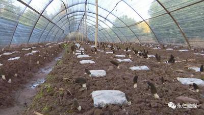 【新春走基层】楚雄州永仁县：羊肚菌抢“鲜”上市 成为年货市场的“宠儿”