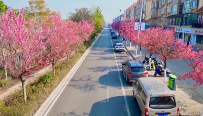 玉溪江川：星云湖畔樱花烂漫迎春光