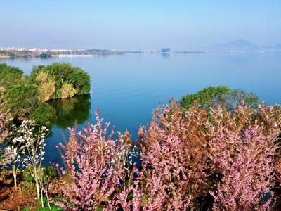 玉溪江川：星云湖畔樱花烂漫迎春光
