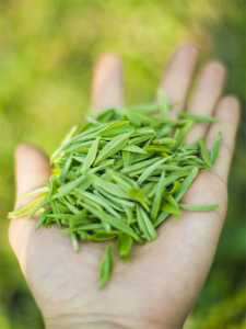 一起去有茶的地方，游茶山、感茶香、听茶事、品茶味……