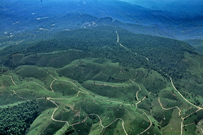 “绿美”添彩景迈山 打造令人向往的遗产地