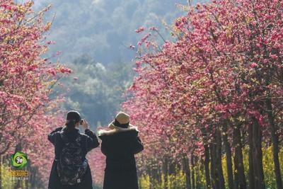 节庆玉溪丨磨盘山“樱花节”启幕在即，大把春色待你来赏！