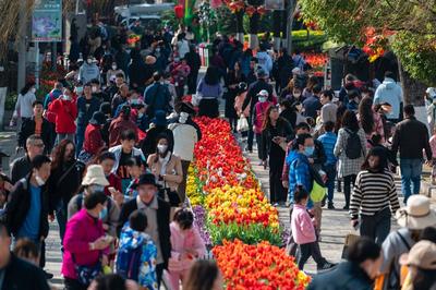 奋进的春天｜以花为媒 乘着“春风”的云南旅游市场不一般！
