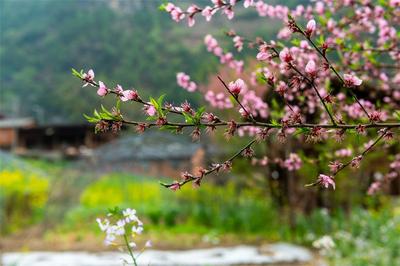 丙中洛 是你们初初相爱的模样  