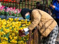 图集｜郁金香飘翠湖美 满是笑脸春来到