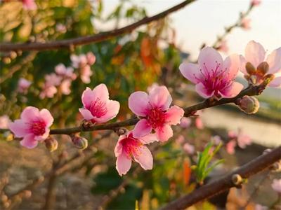 立春时节游普洱，一起去有花的地方！