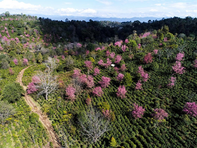 “绿美”添彩景迈山 打造令人向往的遗产地