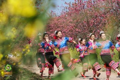 节庆玉溪丨磨盘山“樱花节”启幕在即，大把春色待你来赏！