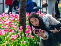 图集｜郁金香飘翠湖美 满是笑脸春来到