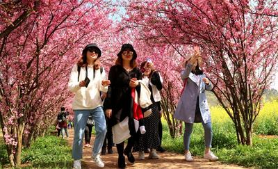 鲜花隧道 油菜花海 去昆明乃古石林拥抱春天