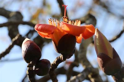 红橙黄三色木棉花争艳，墨江雅邑“花花世界”惊艳初春 ！