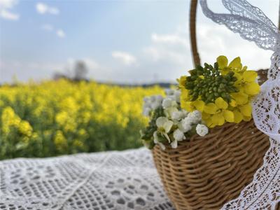 坐着高铁去南华：赴花事、赏玫瑰、泡温泉、游古村、摘草莓、尝菌香……